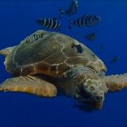 Tony Igy Swallowed In The Sea