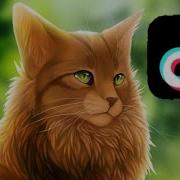 Коты Воители Из Тик Тока