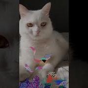 Там Русалки Вечером Расплетают Косы