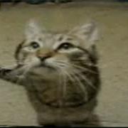 The Cat From Ipanema J1Gggs
