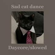 Sad Cat Dance Meme Slowed