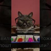 Если Бы Коты И Кошки Ходили В Магазин