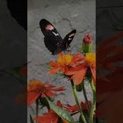 Песня Про Цветы И Бабочек
