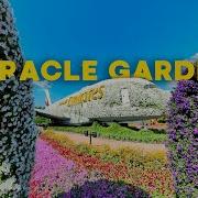 Парк Цветов Miracle Garden Цветочный Рай В Дубае