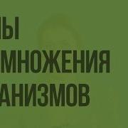 Размножение Живых Организмов Биология 9 Класс