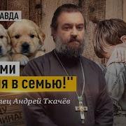 Андрей Ткачев Собачий Мир