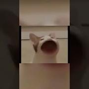 Pop Pop Cat