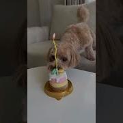 Собака Поздравляет С Днем Рождения