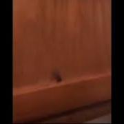 Муха Уйди Из Моего Дома Удар Колбасой