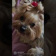 А Чем Мама И Папа Занимаются