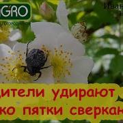 Спасение От Долгоносика И Мохнатой Оленки Брызгайте Прямо По Цветкам Дешевое И Безопасное Средство Чтобы Выгнать Вредителей Вон