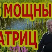 26 Мощных Матриц Бодрость Радость От Депрессии Для Щитовидной Железы