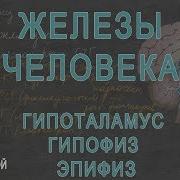 Железы Человека Гипоталамус Гипофиз Эпифиз