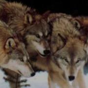 Loreena Mckennitt Mummer S Dance Dance Of Wolves