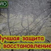 Три Снега Иванова