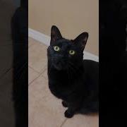 Meow Cat Fade Away Feat Meow Cat