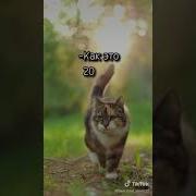 Бог Дал Человеку 20 Лет Жизни