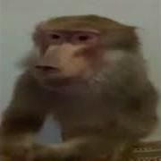Кишлак Альбом