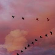 Улетающие Птицы Сергей Чекалин Song Birds Flying Away Music By Sergey Chekalin