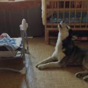Хаски Успокаивает Малыша Хорошая Нянька