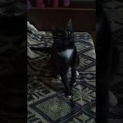 Какие Старые Слова А Как Кружится Голова