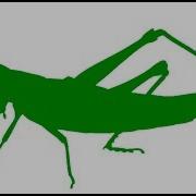 Зилков Ае Кузнечик