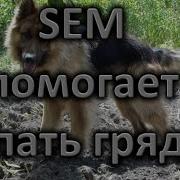 Sem Помогает Копать Грядку