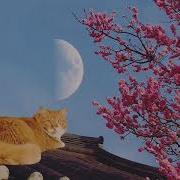 Сидит На Крыше Рыжий Кот