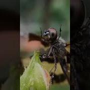 Ё Аллох Кудрати Аллохро Бинед