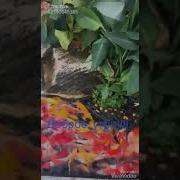 Соонун Музыка Жаз Жонундо