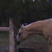 Man Running Away From Cow