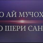 Нашиди Точики Ало Эй Мучохид Ало Шери Сангар