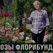 Что За Что За Розы