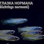 Голубоглазка Нормана Aplocheilichthys Normani