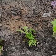 Дача Это Маленькая Жизнь