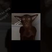 Меня Очень Тянет На Собак
