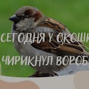 Сегодня У Окшка Чирикнул Воробей Минус