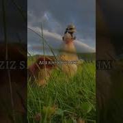 Синфдошлар Хакида Шерлар