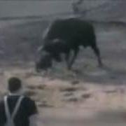 Собака Спасает Человека