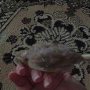 Пение Маленький Канарейки