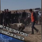 Собачьи Бои Байкал