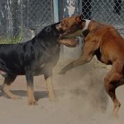 Pitbull Vs Rottweiler