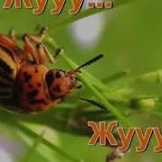 Детская Песня Про Жука Жу Жу Потешка Логоритмика Развитие Речи