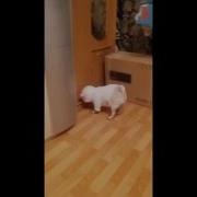 Потерялась Я Смех До Слез Гадя I M Lost Laughter To Tears