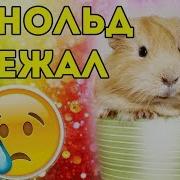 Арнольд Потерялся Ищу Морскую Свинку
