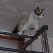 Мой Веселый Кот Мурзик