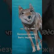 Песня Безумный Может Быть Верным