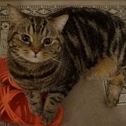 Кот И Тапки Cat And Slippers