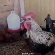 Петух Поюший Рок Смотреть Всем