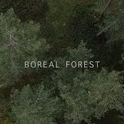 Mammal Hands Boreal Forest